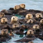 Sea otters template
