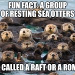 Sea otters | FUN FACT: A GROUP OF RESTING SEA OTTERS; IS CALLED A RAFT OR A ROMP | image tagged in sea otters | made w/ Imgflip meme maker