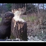 beaver GIF Template