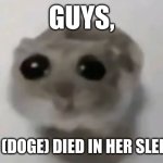 Nuuuuuuuuuuuuuuuuuuuuuuuuuuuuuuuuu | GUYS, KABOSU (DOGE) DIED IN HER SLEEP TODAY | image tagged in sad hamster | made w/ Imgflip meme maker