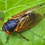 Cicada
