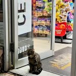 Bodega cat 1