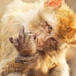 Mico simio mostrando dedo medio moniey middle finger