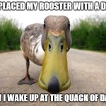 Get Ducked | I REPLACED MY ROOSTER WITH A DUCK; NOW I WAKE UP AT THE QUACK OF DAWN | image tagged in duck,quack of dawn | made w/ Imgflip meme maker