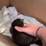 Baby Platypus Tickling - Level Expert ! | image tagged in gifs,platypus,tickles,level expert,fun | made w/ Imgflip video-to-gif maker