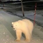 what the hell a polar bear doing in arlington texas meme