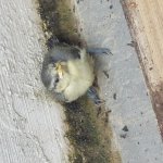 Blue tit fledgeling