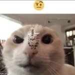Raised eyebrow cat with spunch bop meme