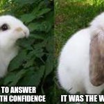 First meme ツ | IT WAS THE WRONG ANSWER; YOU STAND UP TO ANSWER THE QUESTION WITH CONFIDENCE | image tagged in cute angry rabbit | made w/ Imgflip meme maker