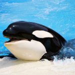 orca smiling