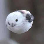 Snow Blorb Incoming