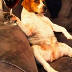 a dog taking it easy sipping wine