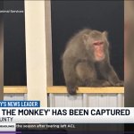 Bradley the Monkey: Capatured