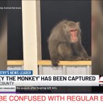Bradley the Monkey has been Captured! | NOT TO BE CONFUSED WITH REGULAR BRADLEY | image tagged in bradley the monkey,captured,funny,memes | made w/ Imgflip meme maker