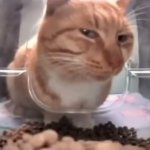 Suspicious cat eating