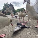 ducks stomping on pigeon