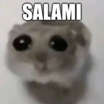 Salami | SALAMI | image tagged in sad hamster,memes,salami | made w/ Imgflip meme maker