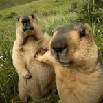 Two Bobers