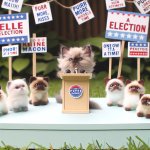 kitten election