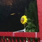 sunflower in wind