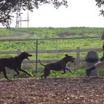 Man chased by dogs