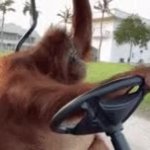 Ape driving golf cart GIF Template