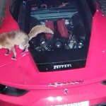 Fox shitting on Ferrari