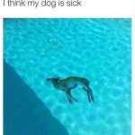 My dolphin is sick