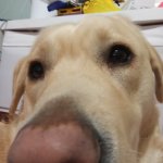 Close up doggo