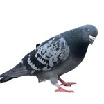 Confused pigeon