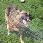dog bites at hose