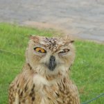Ticked Off Owl