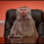 Baboon Talking in the Conference Room GIF Template