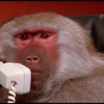 Baboon on the Phone GIF Template