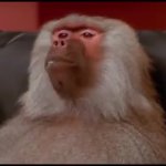 Baboon Eating Paper GIF Template