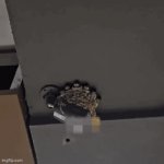 They're Watching You ... Surveillance Back Up ! | image tagged in gifs,surveillance,cctv,watching,swallows,fun | made w/ Imgflip video-to-gif maker