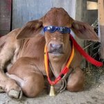 Deal with it (Cow Edition)