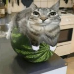 watermelon cat honest reaction