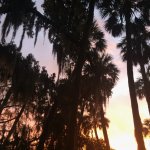 Palms Trees at Dawn