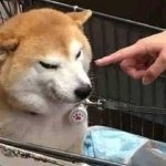 Shiba Inu Gets Pointed At By Hooman