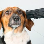 Timesheet or doggy gets it