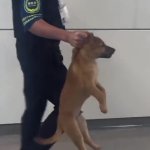 Airport Security guard hold dog GIF Template