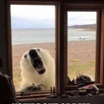 Out of Beer Bear | HEY BUDDY; YOU'RE OUT OF BEER | image tagged in polar beer,funny,animals | made w/ Imgflip meme maker