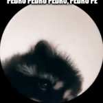 Pedro Pedro pedro | PEDRO PEDRO PEDRO, PEDRO PE | image tagged in gifs,memes | made w/ Imgflip video-to-gif maker