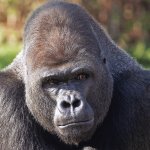 gorilla berlin zoo