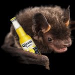 Coronavirus Bat