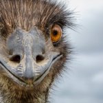 emu template