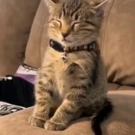 Tabby Kitten Fighting to Stay Awake GIF Template