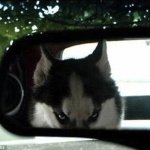 husky in mirror