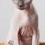 Sphinx cat